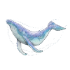 Humpback whale