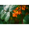 Berries