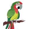 Parrot