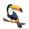Toucan