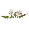 Jasmine Flower