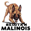 Belgian Malinois