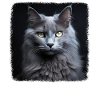Nebelung Kitten Nebelung Cat