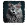 Nebelung Kitten Nebelung Cat