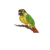 Molina Parakeet Parrot Bird Parakeet
