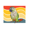 Molina Parakeet Parrot Bird Parakeet