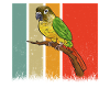 Molina Parakeet Parrot Bird Parakeet