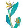 Paradiesvogel-Pflanze