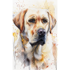 Labrador