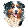 aussie