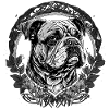 English Bulldog