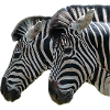 Zebra Heads