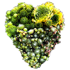 Houseleek Heart - Sempervivum - Roofwort