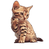 Ocicat Chaton Ocicat Chat