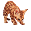 Ocicat Kitten Ocicat Cat