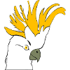 Perruche perroquet