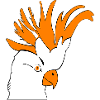 Cockatoo Parrot