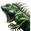 Iguana