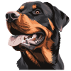 Rottweiler dog