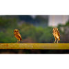 Cute owls