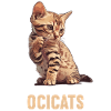 Ocicat Kitten Ocicat Cat