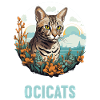 Ocicat Kitten Ocicat Cat