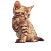 Ocicat Chaton Ocicat Chat