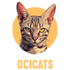 Ocicat Kitten Ocicat Cat