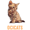 Ocicat Kitten Ocicat Cat