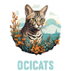 Ocicat Chaton Ocicat Chat