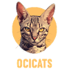 Ocicat Chaton Ocicat Chat