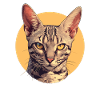 Ocicat Chaton Ocicat Chat