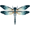 Libellule