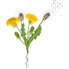 Dandelions Dandelions Butterflies