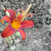 Bright daylily in colour contrast