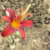 LILY RED SEPIA