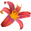 Lilienfunken Farbexplosion