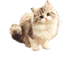 Ragamuffin Chaton Ragamuffin Chat