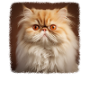 Persian Cat Perserkatze