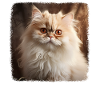 Persian Cat Perserkatze