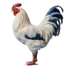 Rooster