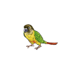 Molinasittich Papagei Vogel Sittich