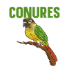 Molina Parakeet Parrot Bird Parakeet