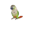 Molina Parakeet Parrot Bird Parakeet