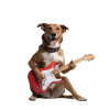 Guitar Dog