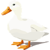 Duck Cute White