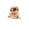i speak pekingese