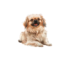 i speak pekingese