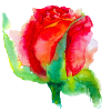 belle fleur « rose »