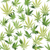Cannabis 2